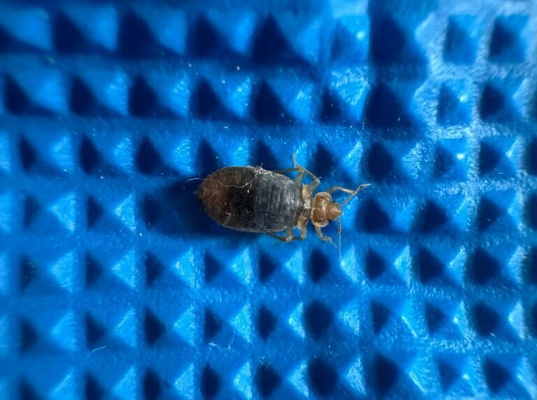 Punaise de lit adulte prise par Inratable à Paris 17