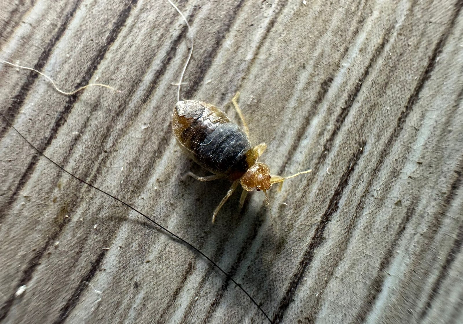 punaise de lit pleine de sang