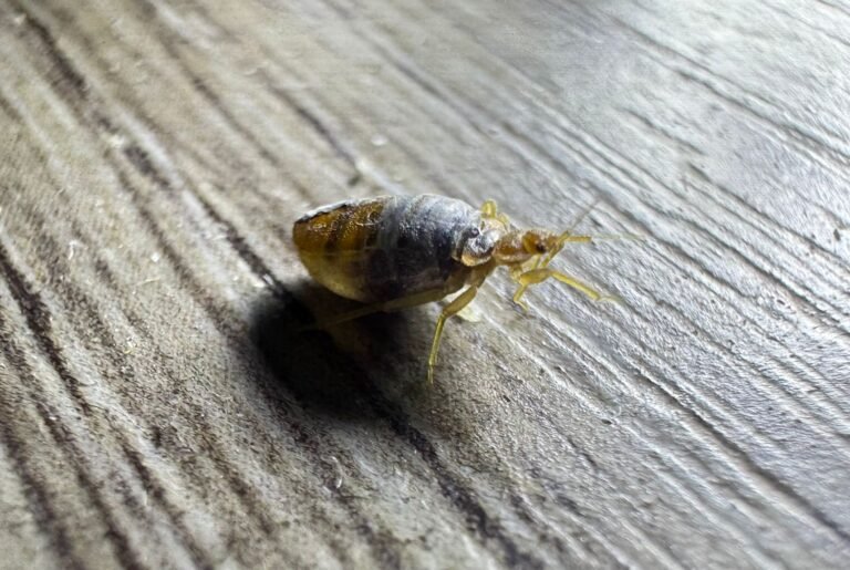 punaise de lit adulte gorgée de sang par Inratable