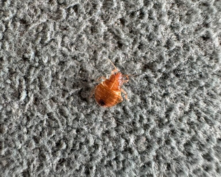 punaise de lit juvénile sur un drap par Inratable