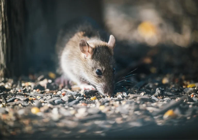 Rat qui mange sur le sol à Levallois-Perret