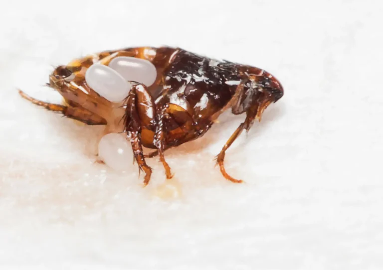 puces avec œufs extermination urgente
