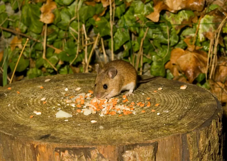 souris qui mange a l'extérieur, avant l'automne, prévention de dératisation