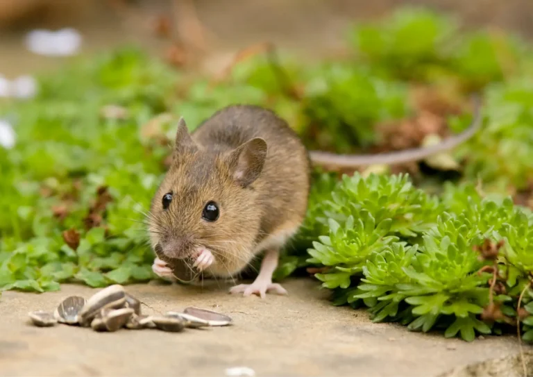 souris qui mange dans un jardin en Île-de-France après s'être reproduite