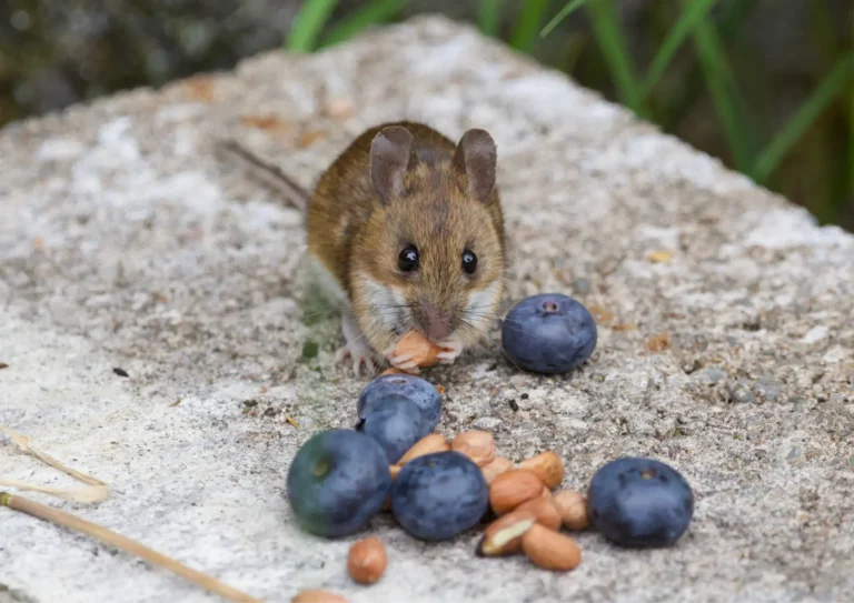 souris qui mange des fruits et des graines sur une pierre à Paris