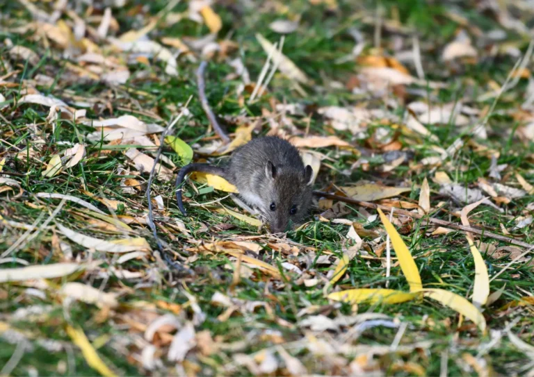 jeune rat dans un jardin à Clichy