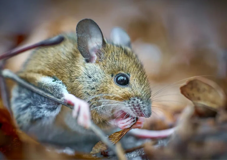 Souris à Levallois-Perret dans un jardin