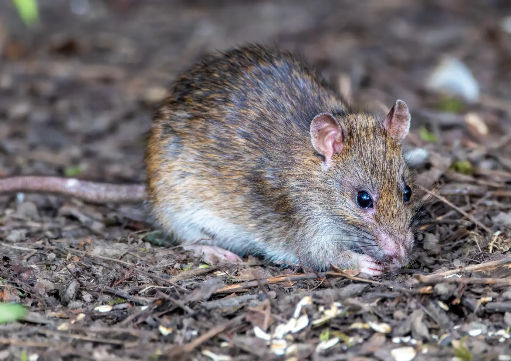 Rat brun (Rattus norvegicus) à Paris
