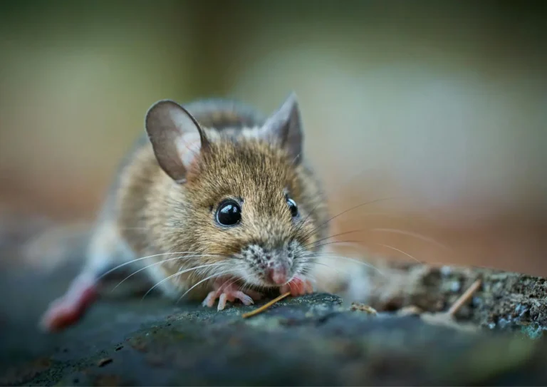 extermination des souris à Paris et en Ile-de-France