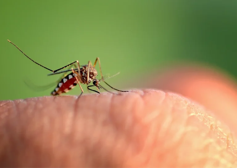moustique tigre sur une main entrain de piquer, désinsectisation