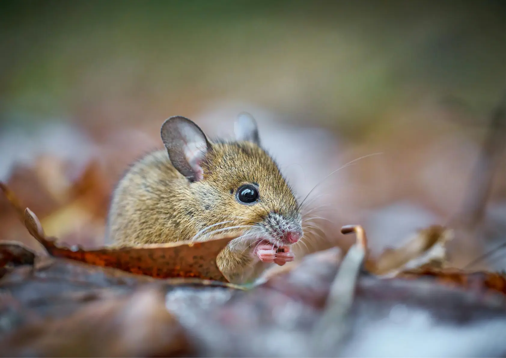 Souris domestique (Mus musculus)