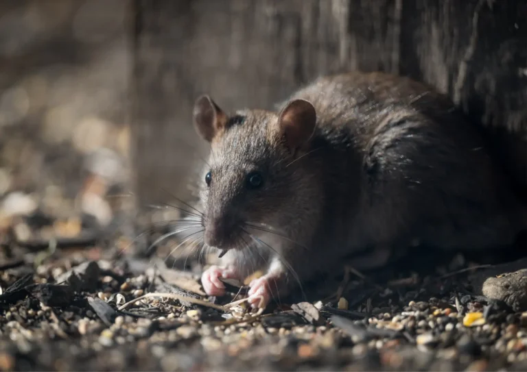 rat qui mange devant un compost à Paris