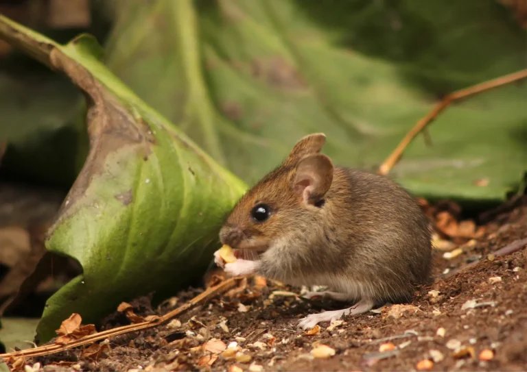 souris qui mange une graine dans un jardin en Ile-de-France