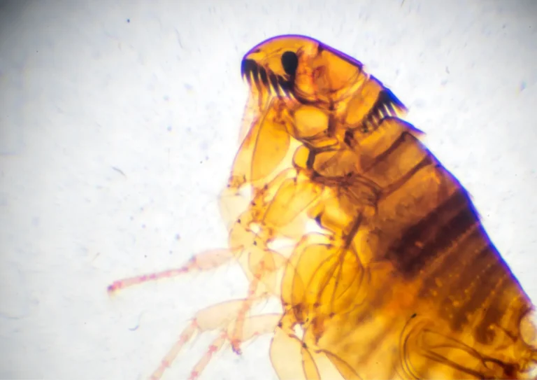 puce en photo macro gros plan