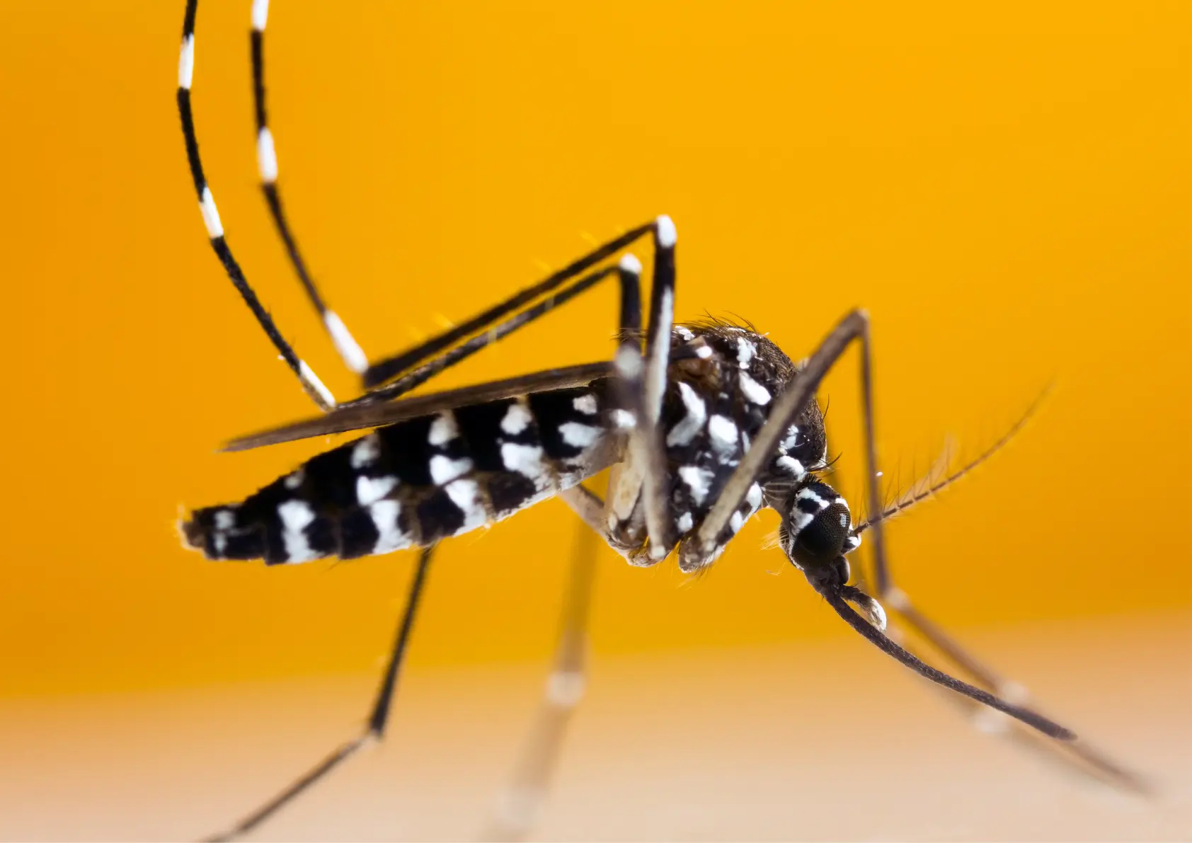 Moustique tigre en milieu urbain : histoire et expansion