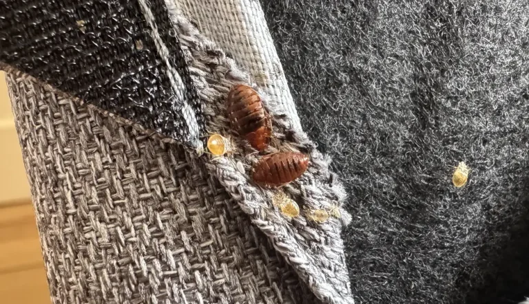 photo prise par Inratable de punaises de lit adulte et juvéniles sur un canapé