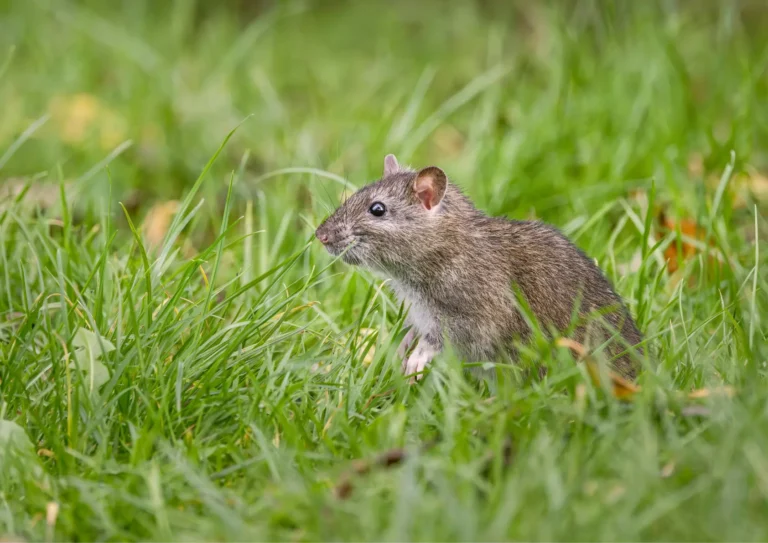rat dans un jardin de copropriété