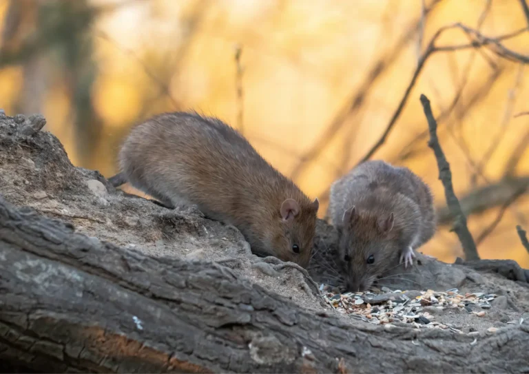 couple de rats qui mange dans un jardin d'Ile-de-France