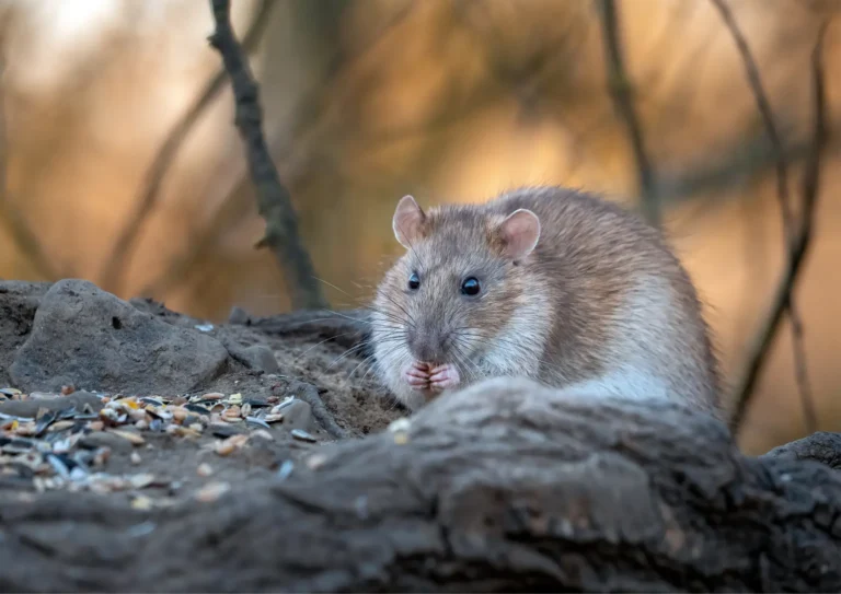 Rat qui mange sur une pierre en Ile-de-France