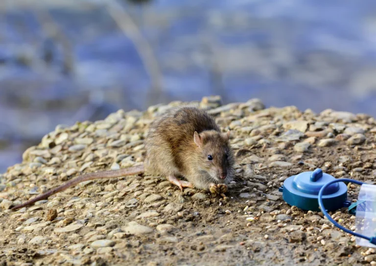 rat qui mange sur le sol de Paris