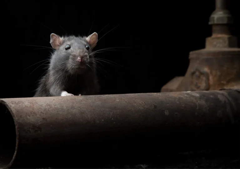 Rats en ville à Paris