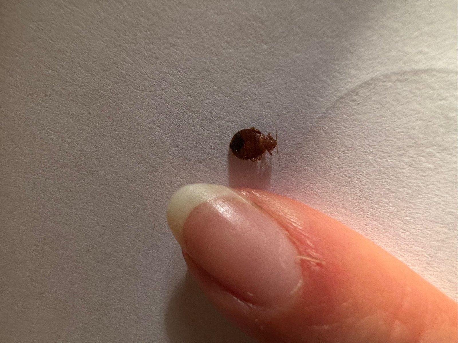 Punaise de lit adulte à côté d’un doigt