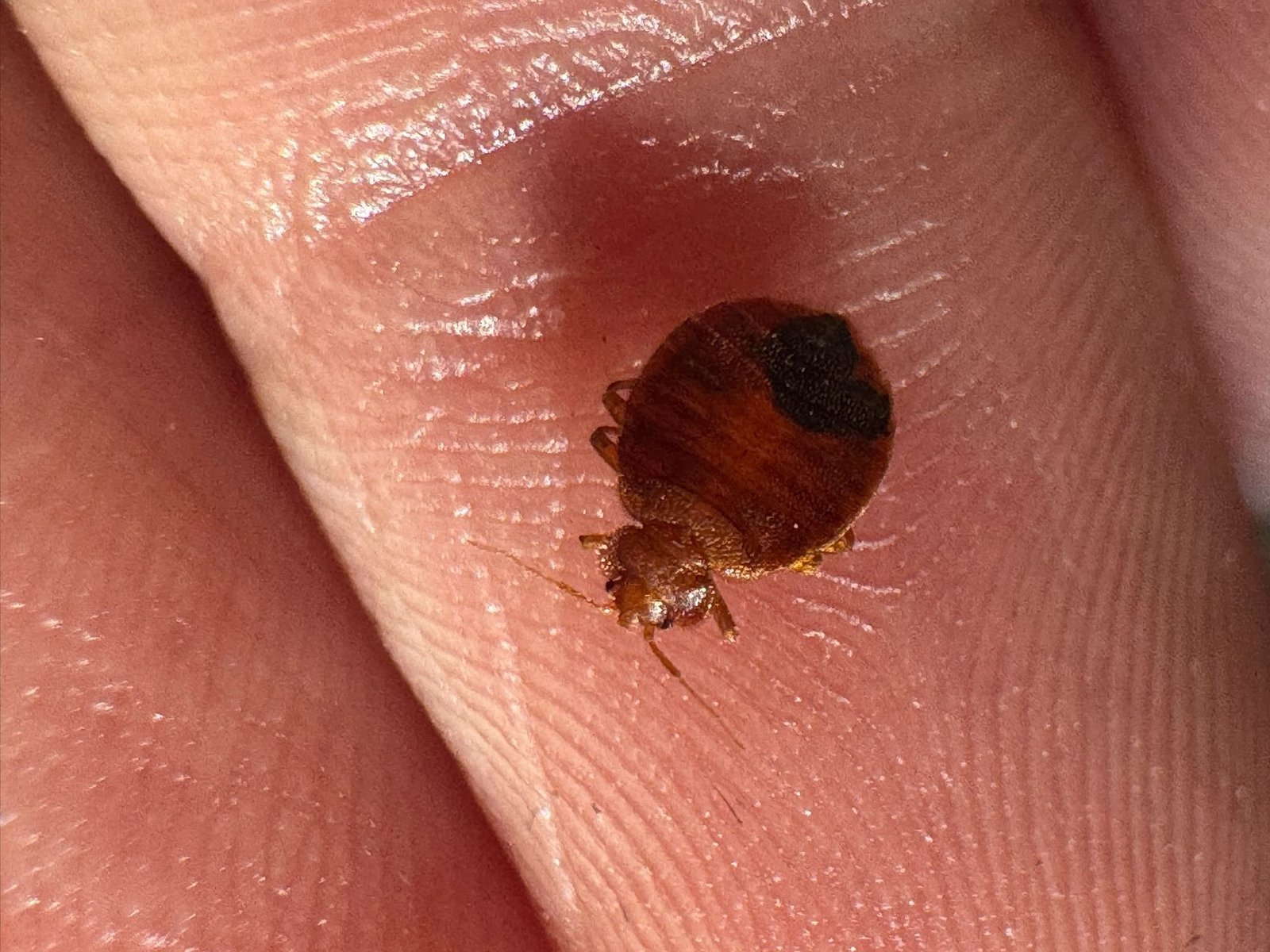 Punaise de lit adulte sur une main