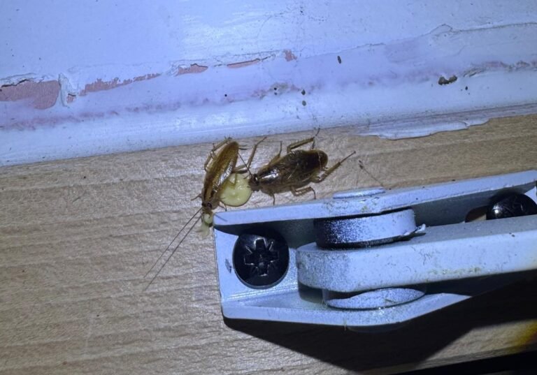 traitement cafards Paris blattes qui mangent du gel photo de Inratable