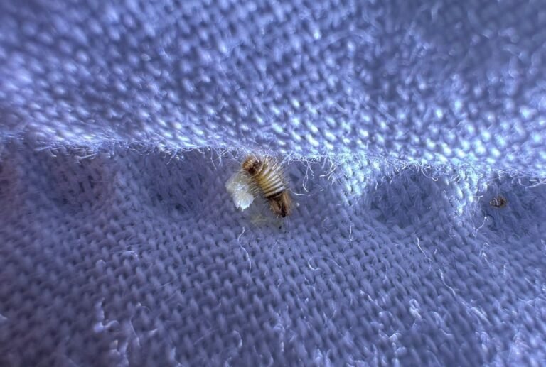 larve d'anthrène sur du textile photo par Inratable