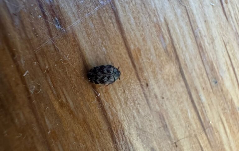 anthrène adulte à Paris prise par Inratable