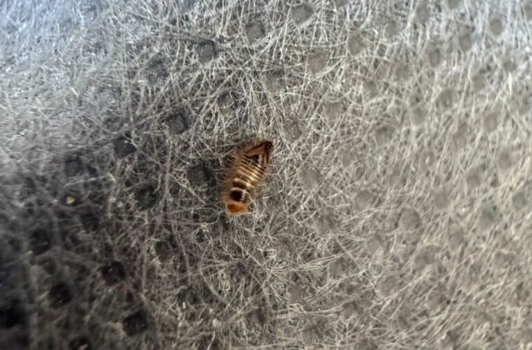 larve d'anthrène à Paris prise par Inratable