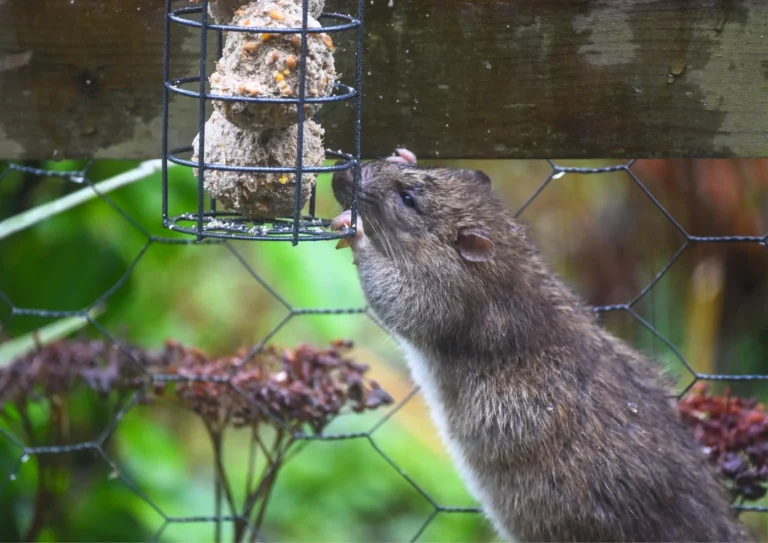 rat qui vole de la nourriture dans un jardin à Paris