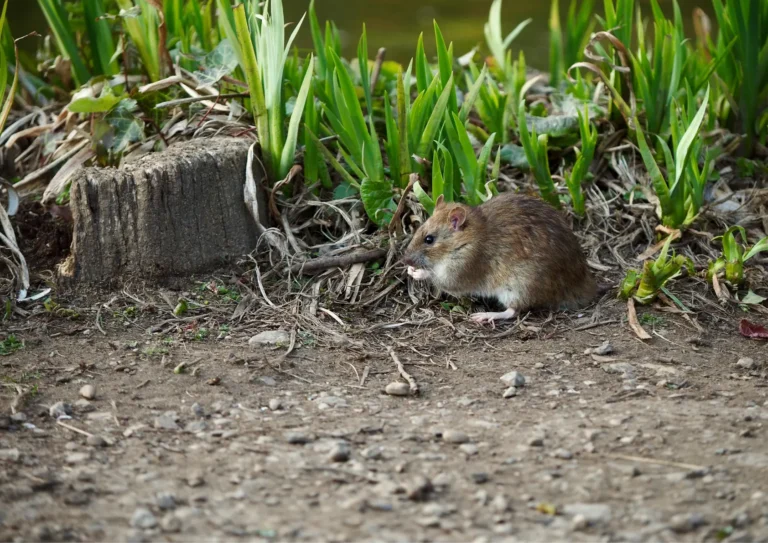 rat dans un jardin à Paris