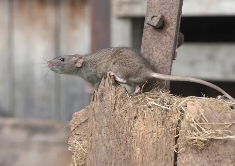 Rat après des travaux à paris