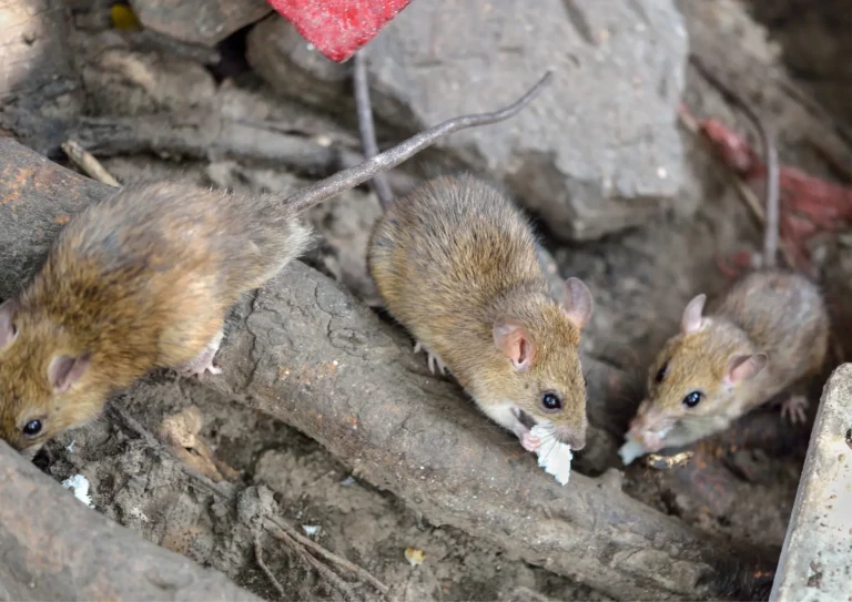 rongeurs qui mangent dans le jardin d'une maison