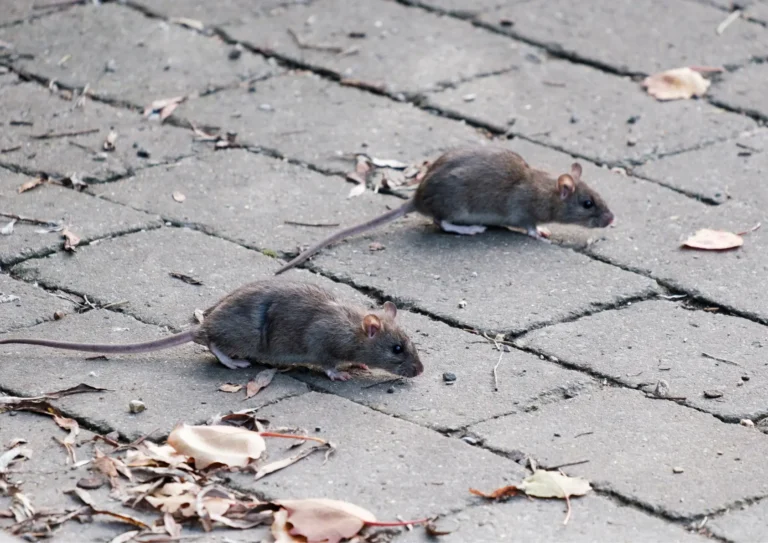 rats dans Paris