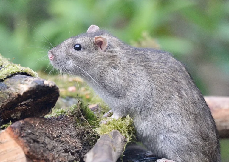 dératisation à Paris