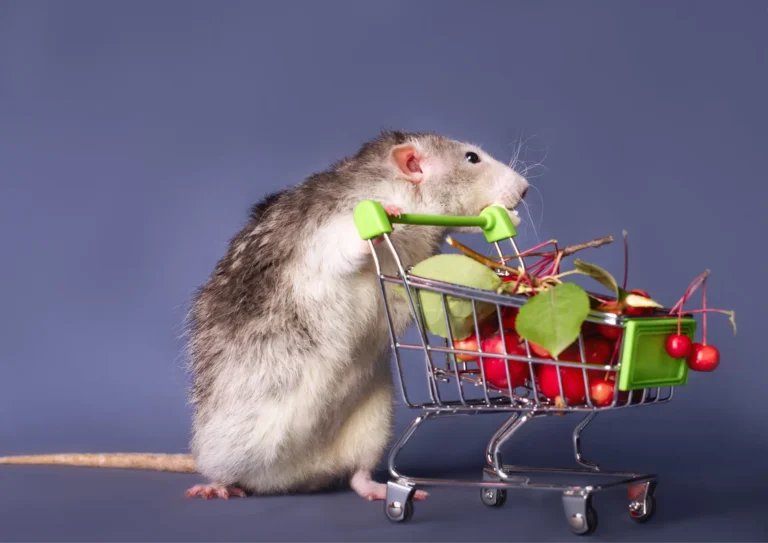 produits rongeur supermarché