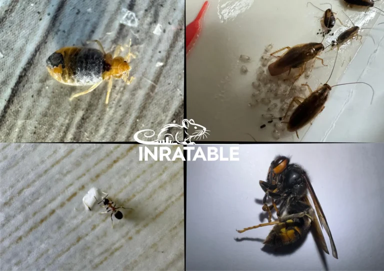 top 10 idées reçus sur les insectes nuisibles punaise de lit frelon fourmis blattes prises par inratable