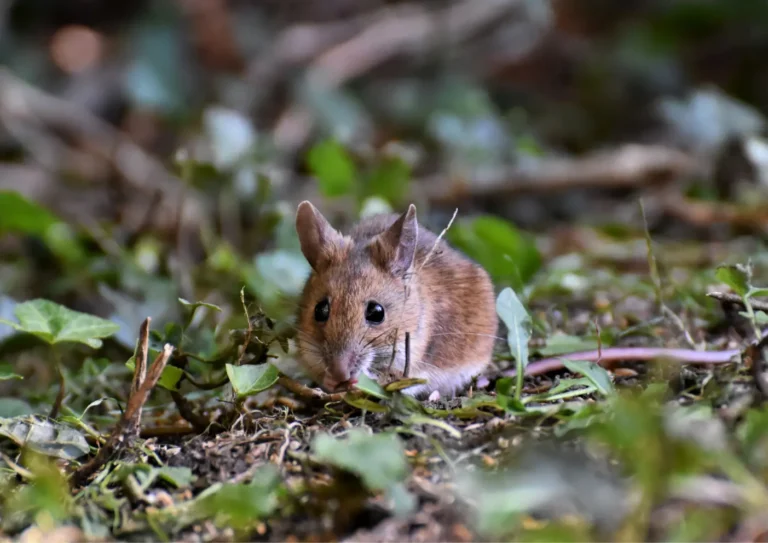 Souris dans un jardin de copropriété à Neuilly-sur-Seine
