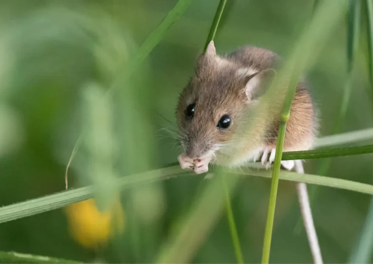souris à Asnières-sur-Seine Dératisation