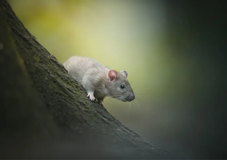 rat dans un jardin du 92 à Asnières-sur-Seine