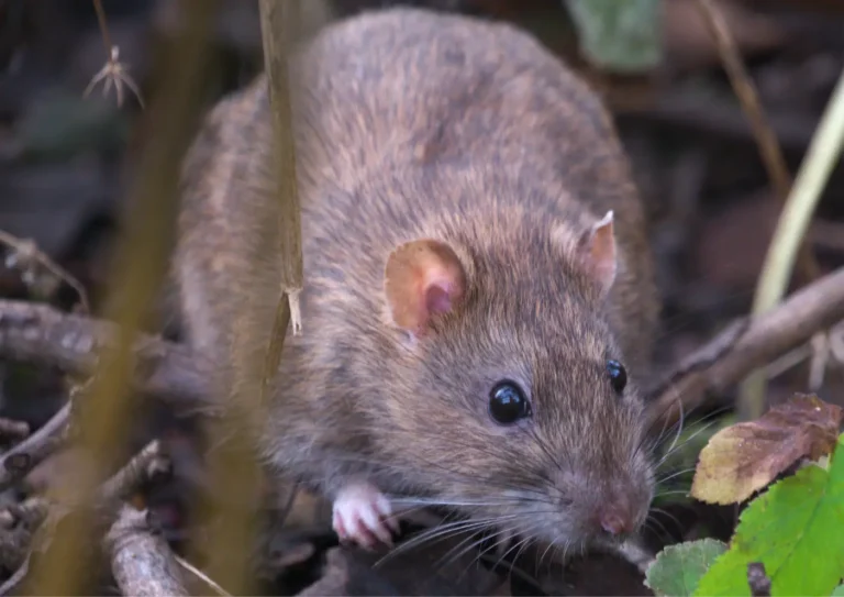 dératisation Paris 20 Rat dans un jardin