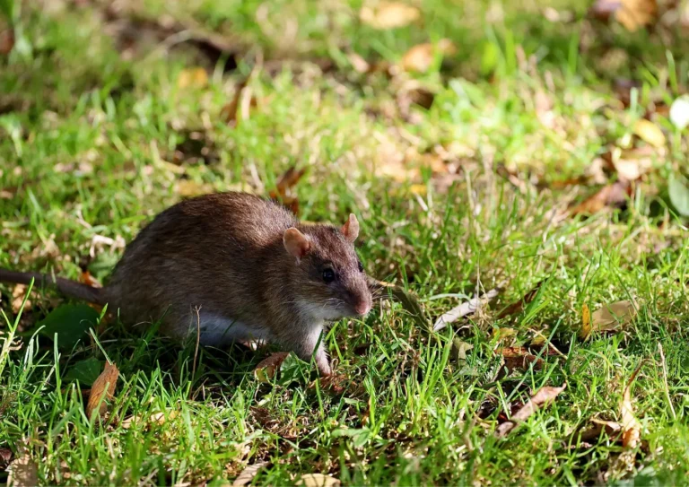 rat dans une cours d'école à Paris