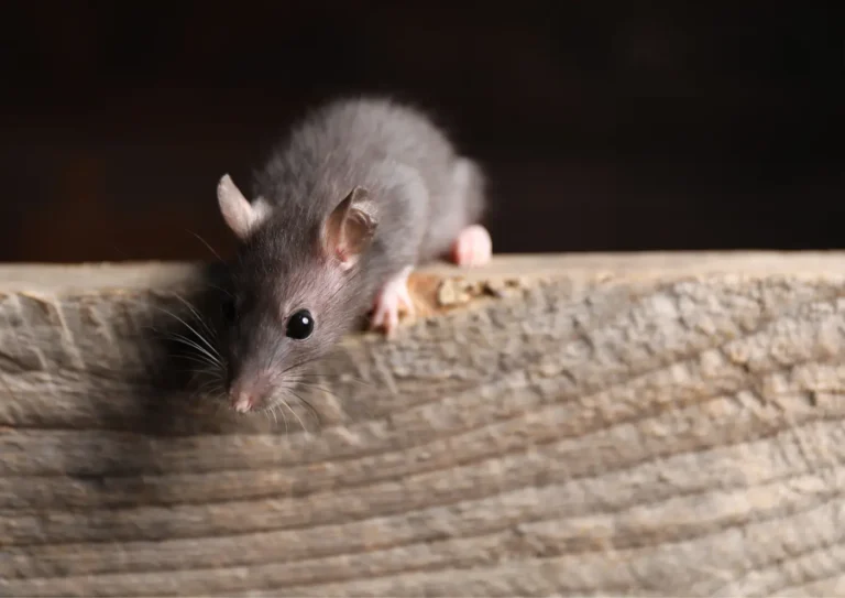 Rat dans un appart à Neuilly-sur-Seine