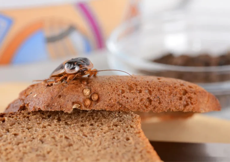 Cafard dans une cafétéria d'école en Ile-de-France