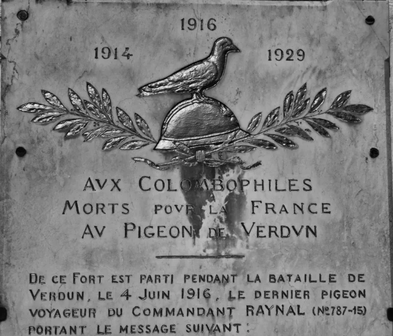 Pigeon voyageur 1916