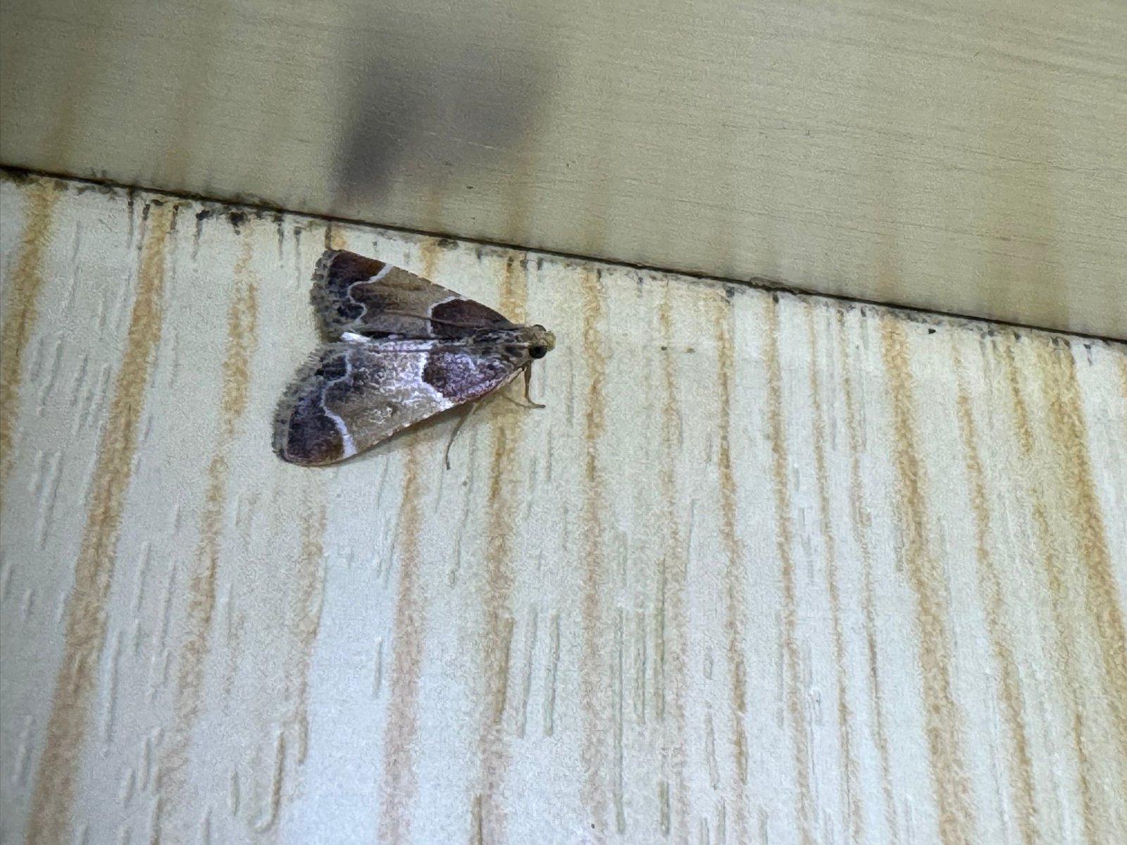 Mite liée aux textiles et aux denrées dans l’histoire des habitations humaines