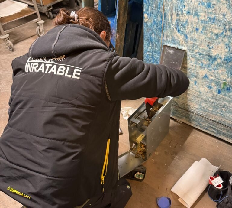 Pose de piège mécanique Mimetic par Inratable