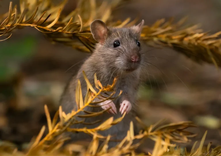 rongeur dans un jardin à Puteaux 92